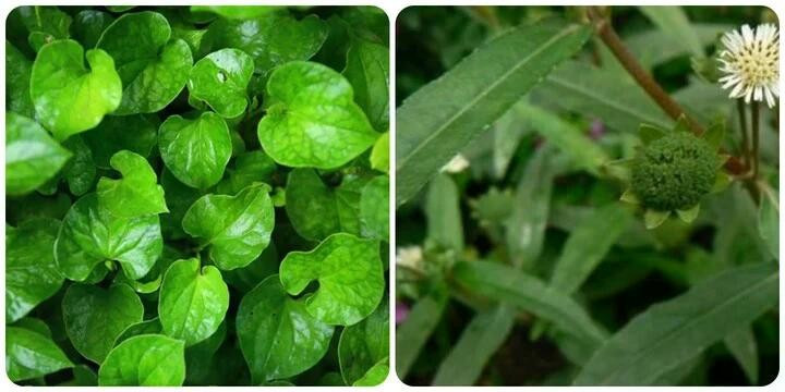 Rau diếp cá và cỏ nhọ nồi rất tốt cho gan. suckhoedd.jpg