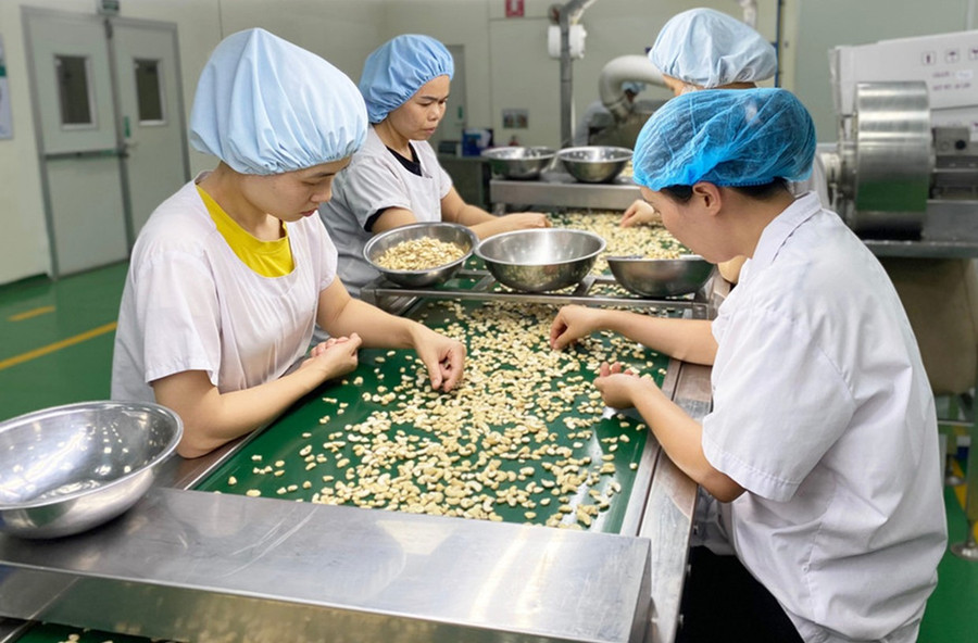 Công nhân Chi nhánh Công ty TNHH Olam tại Gia Lai (Khu Công nghiệp Trà Đa, TP. Pleiku) phân loại hạt điều. Ảnh: H.D 1hd.jpg