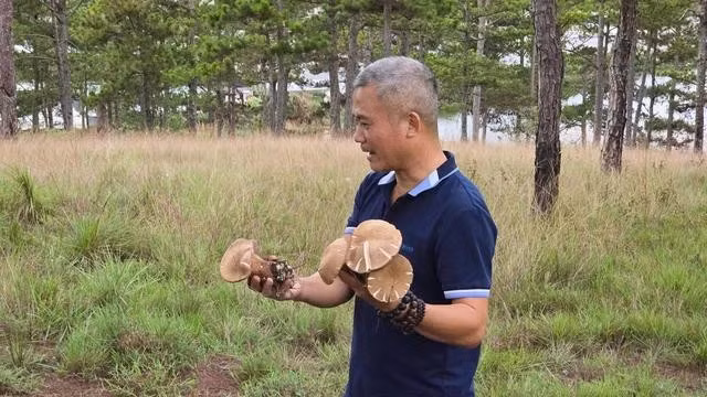 Người đi hái nấm rừng không nên tự nếm thử các loại nấm chưa được kiểm chứng. ẢNH: LÂM VIÊN