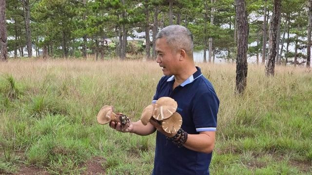 Người đi hái nấm rừng không nên tự nếm thử các loại nấm chưa được kiểm chứng. ẢNH: LÂM VIÊN Người đi hái nấm rừng không nên tự nếm thử các loại nấm chưa được kiểm chứng. ẢNH: LÂM VIÊN