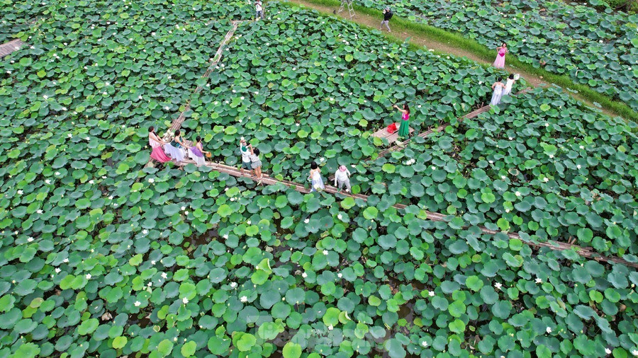 Với vẻ đẹp mộng mơ và lãng mạn, đầm sen trắng ở xã Tam Hưng, huyện Thanh Oai thu hút hàng nghìn lượt khách đến chụp hình, đặc biệt là giới trẻ. Với vẻ đẹp mộng mơ và lãng mạn, đầm sen trắng ở xã Tam Hưng, huyện Thanh Oai thu hút hàng nghìn lượt khách đến chụp hình, đặc biệt là giới trẻ.