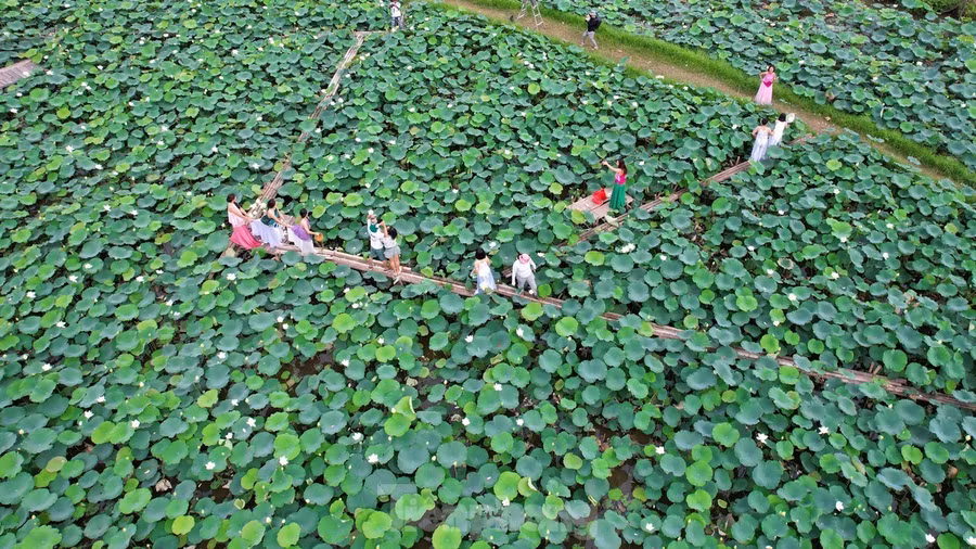 Với vẻ đẹp mộng mơ và lãng mạn, đầm sen trắng ở xã Tam Hưng, huyện Thanh Oai thu hút hàng nghìn lượt khách đến chụp hình, đặc biệt là giới trẻ.