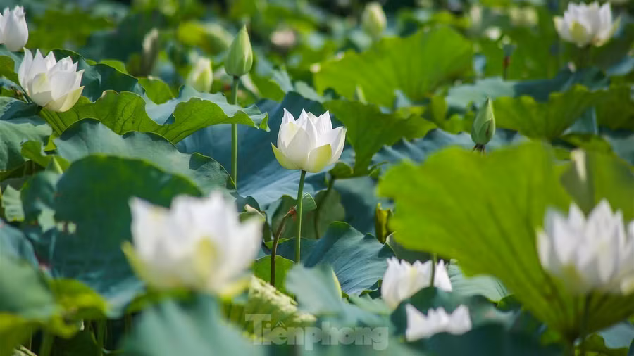 Sen trắng còn có tên gọi tao nhã là Bạch Liên, loài hoa sen mang vẻ đẹp thanh tao và tinh khiết. Hà Nội có nhiều đầm sen nổi tiếng, nhưng ở giữa bạt ngàn hoa sen trắng, ai cũng cảm nhận một sự khác biệt rõ rệt.