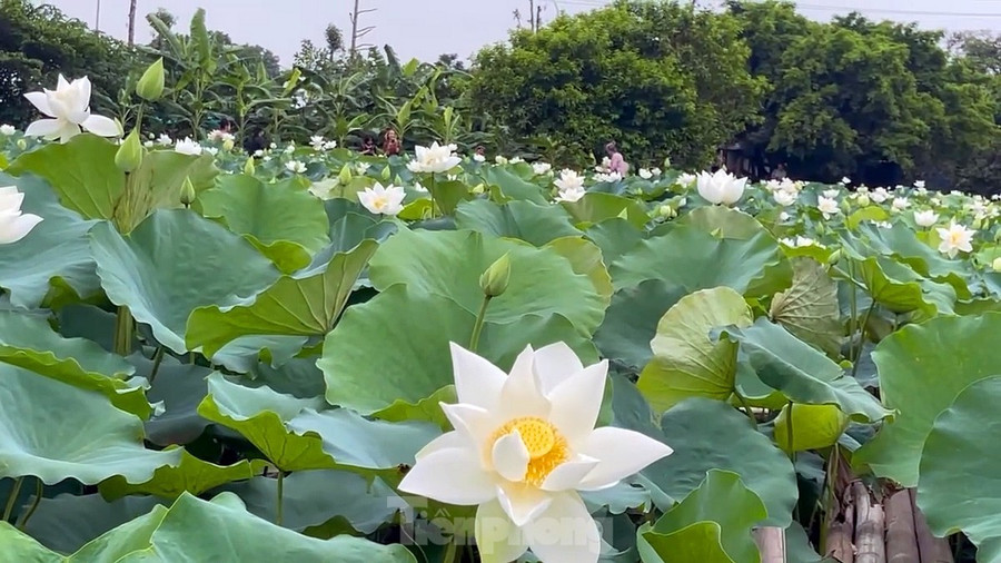 Hè về, những bông sen trắng nở rộ tinh khôi vươn mình đón nắng. Hè về, những bông sen trắng nở rộ tinh khôi vươn mình đón nắng.