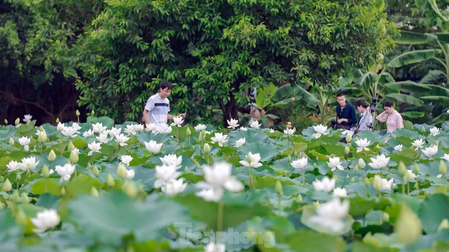 Nhiều người bị cuốn hút bởi vẻ đẹp của sen trắng.