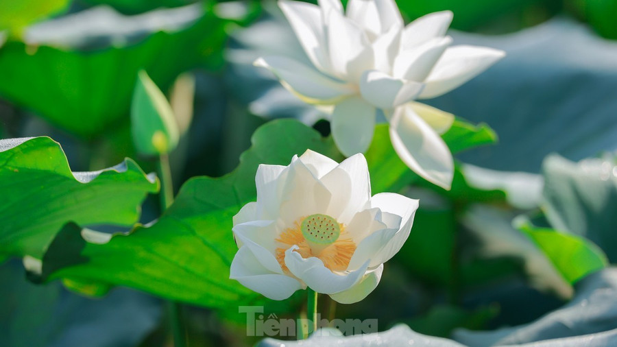 Nhiều người thích thú ngắm những bông hoa sen trắng muốt trong không khí trong lành của vùng ngoại ô. Nhiều người thích thú ngắm những bông hoa sen trắng muốt trong không khí trong lành của vùng ngoại ô.