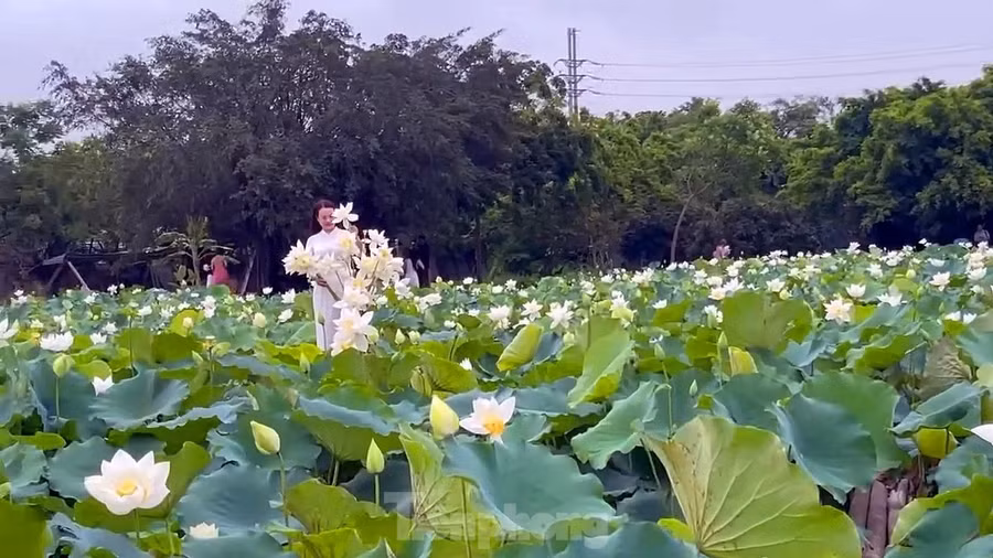Các bạn trẻ thường tới đầm sen trắng tại xã Tam Hưng (huyện Thanh Oai, TP Hà Nội) vào tất cả các ngày trong tuần, ngoài vé vào cửa là 50.000 đồng/người, có thể mua thêm bó sen 10 bông với giá từ 50-50 nghìn đồng để làm đạo cụ hoặc mang về nhà cắm trang trí.