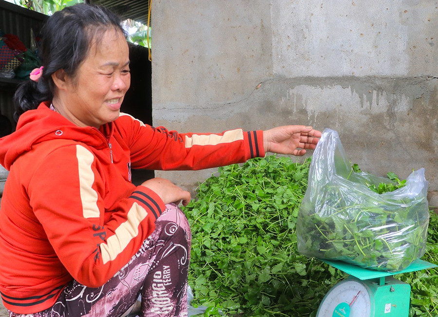 Bà Nguyễn Thị Ánh (thôn Tân Tụ, xã Tân An, huyện Đak Pơ) tất bật đóng gói rau má để giao cho khách hàng. Ảnh Ngọc Minh 2m.jpg