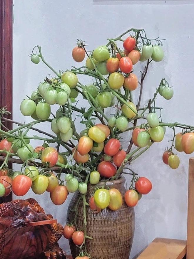 Sống ở vùng quê, biết chị có sở thích cắm cành trái cây độc đáo nên người quen hay tặng để chị mang về cắm, rất ít khi mua. Ảnh: NVCC Sống ở vùng quê, biết chị có sở thích cắm cành trái cây độc đáo nên người quen hay tặng để chị mang về cắm, rất ít khi mua. Ảnh: NVCC