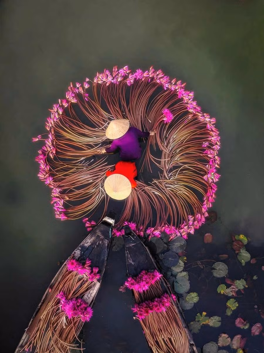 Ảnh thu hoạch hoa súng của Nguyễn Ngọc Bảo, Việt Nam