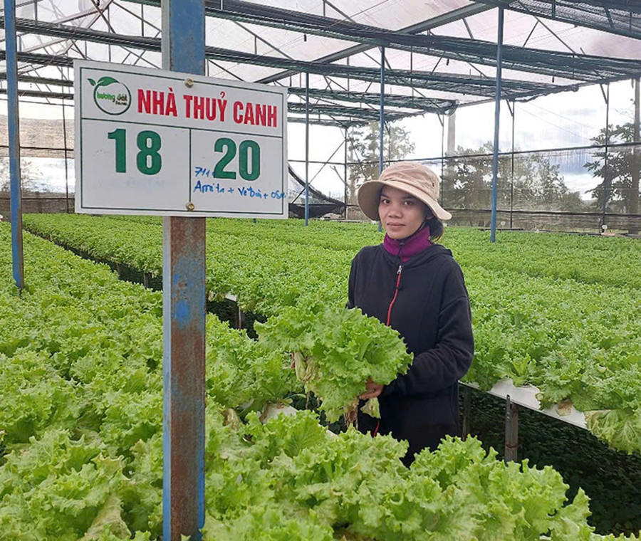 Sản xuất rau thủy canh hữu cơ tại Công ty TNHH Một thành viên Hương Đất An Phú. Ảnh: Nguyễn Diệp 2t-8531.jpg