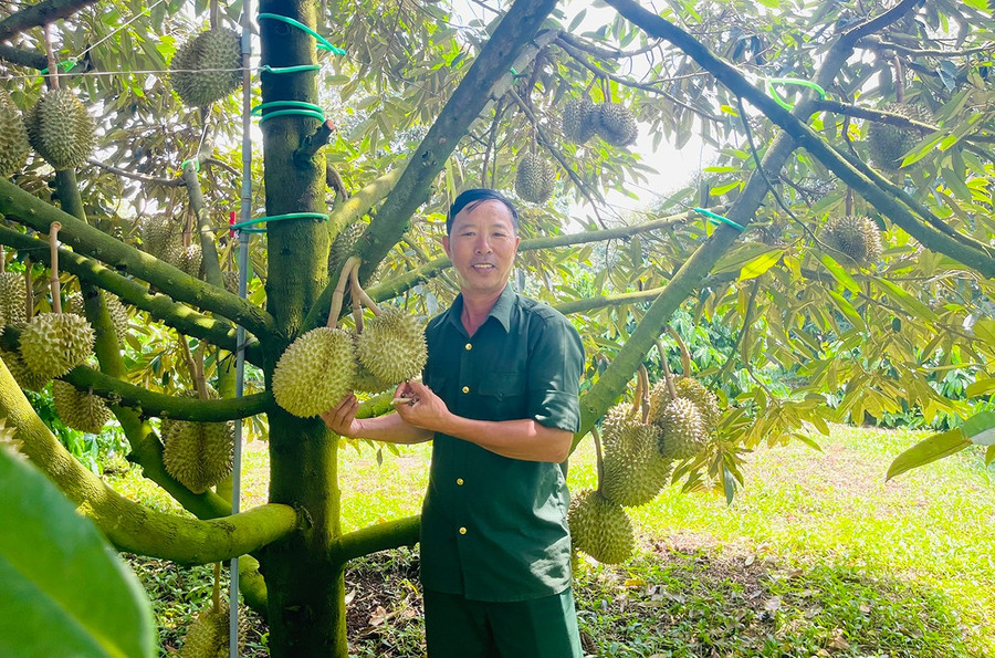 លោក Hoang Van Tuan នៅជាប់សួនធុរេនដែលទទួលស្គាល់ដោយ OCOP របស់គ្រួសារគាត់។ រូបថត៖ N.H. 1nhathao.jpg