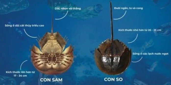 So biển rất dễ bị nhầm lẫn với sam biển do hình dáng tương tự. Trong khi sam có thể ăn được thì so biển lại chứa độc tố nguy hiểm So biển rất dễ bị nhầm lẫn với sam biển do hình dáng tương tự. Trong khi sam có thể ăn được thì so biển lại chứa độc tố nguy hiểm