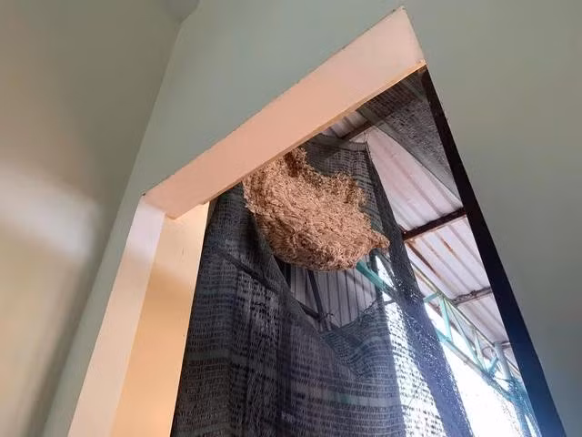Tổ ong vò vẽ khủng trên sân thượng nhà người dân. ẢNH: CÔNG AN QUẢNG NGÃI