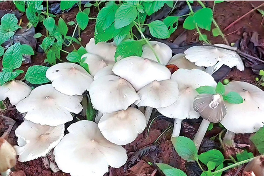 Nấm mối mọc trong vườn cà phê. Ảnh: Nguyên Võ nam-moi-moc-trong-vuon-ca-phe-anh-nguyen-vo.jpg