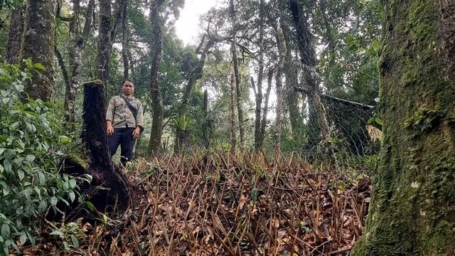 Trước khi có sóng để lắp đặt camera an ninh, người dân chỉ có thể bảo vệ vườn sâm bằng hàng rào, chông tre. ẢNH: THIÊN ÂN