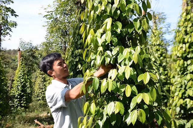 Sản xuất hồ tiêu, thế mạnh trong nông nghiệp Đắk Nông. ẢNH: H.T