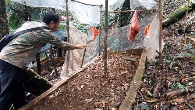 Nạn trộm cắp sâm Ngọc Linh khiến người dân thiệt hại lớn về kinh tế. ẢNH: THIÊN ÂN