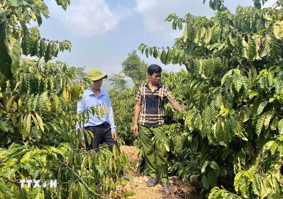 Người dân tộc thiểu số tại huyện Sa Thầy (Kon Tum) trồng cây công nghiệp để nâng cao thu nhập. (Ảnh: Khoa Chương/TTXVN)