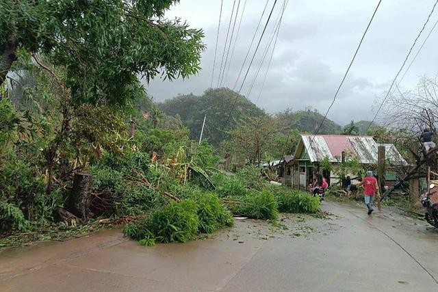Ảnh được chụp ngày 17.11 cho thấy cây đổ sau siêu bão Man-Yi ở thủ phủ Virac của tỉnh Catanduanes (Philippines). Ảnh: AFP Ảnh được chụp ngày 17.11 cho thấy cây đổ sau siêu bão Man-Yi ở thủ phủ Virac của tỉnh Catanduanes (Philippines). Ảnh: AFP