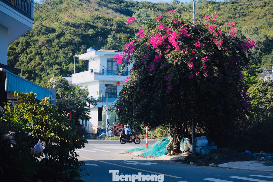 Cây hoa giấy trước lối vào xóm chài bắt đầu nở.