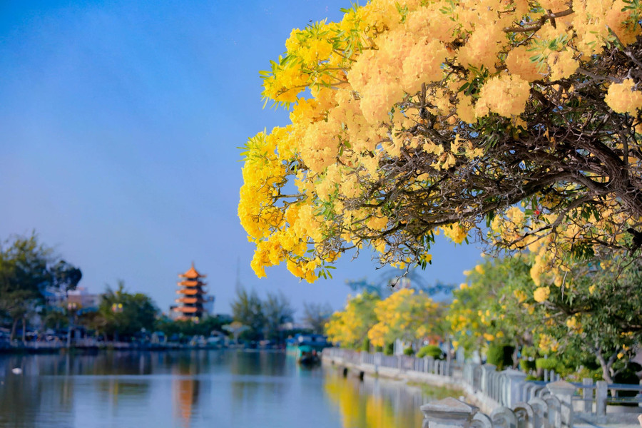 Hoa kèn vàng soi mình dưới dòng Long Bình hiền hòa. ẢNH: XUYÊN VÕ