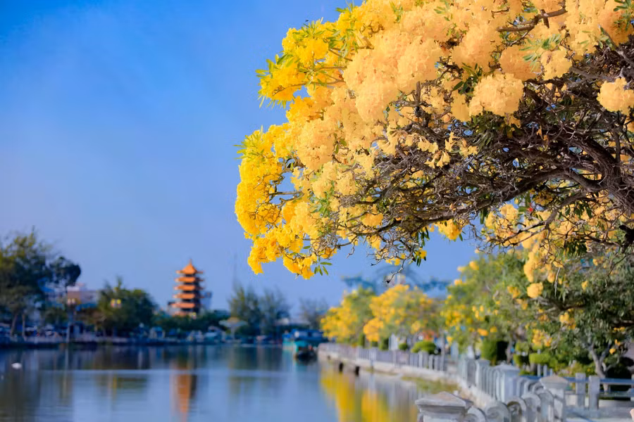 Hoa kèn vàng soi mình dưới dòng Long Bình hiền hòa. ẢNH: XUYÊN VÕ