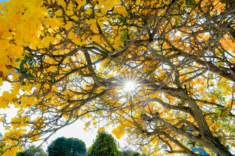 Hoa kèn vàng càng rực rỡ hơn dưới nắng tháng 3. ẢNH: XUYÊN VÕ