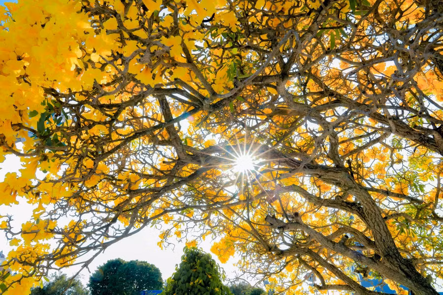 Hoa kèn vàng càng rực rỡ hơn dưới nắng tháng 3. ẢNH: XUYÊN VÕ