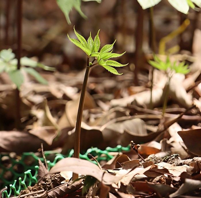 Chồi sâm Ngọc Linh