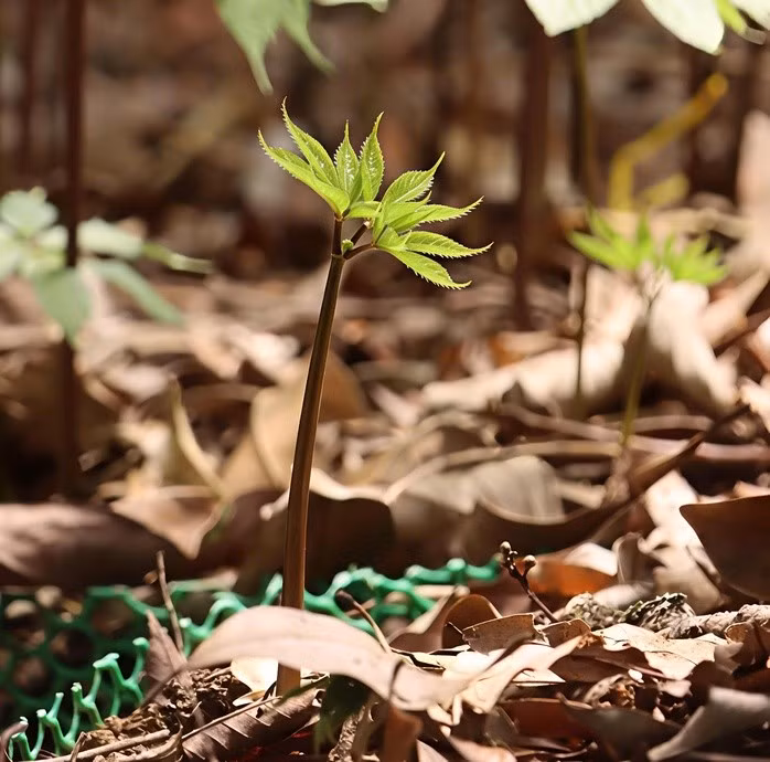 Chồi sâm Ngọc Linh