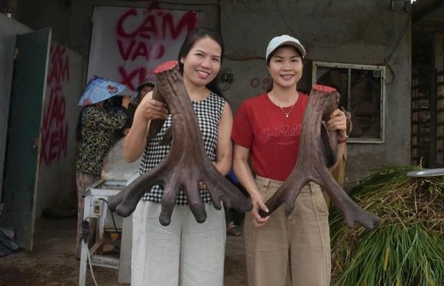 Cặp nhung được bán với giá 107 triệu đồng. ẢNH: C.T.V