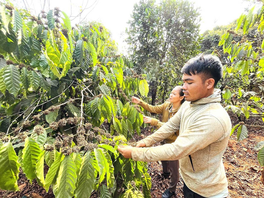 Anh Huâ vay vốn ngân hàng đầu tư trồng 300 cây cà phê. Ảnh: P.D