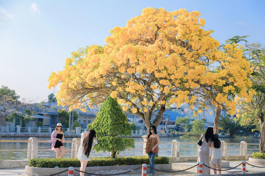 Nhiều bạn trẻ đến check-in đường hoa kèn vàng. ẢNH: XUYÊN VÕ