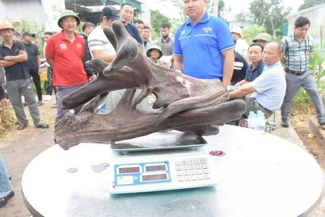 Cặp nhung nai sau khi cắt. ẢNH: C.T.V