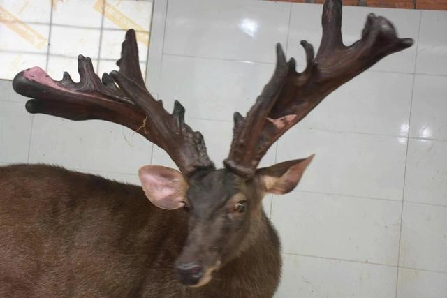 Con nai có cặp nhung nặng 13,4 kg. ẢNH: C.T.V