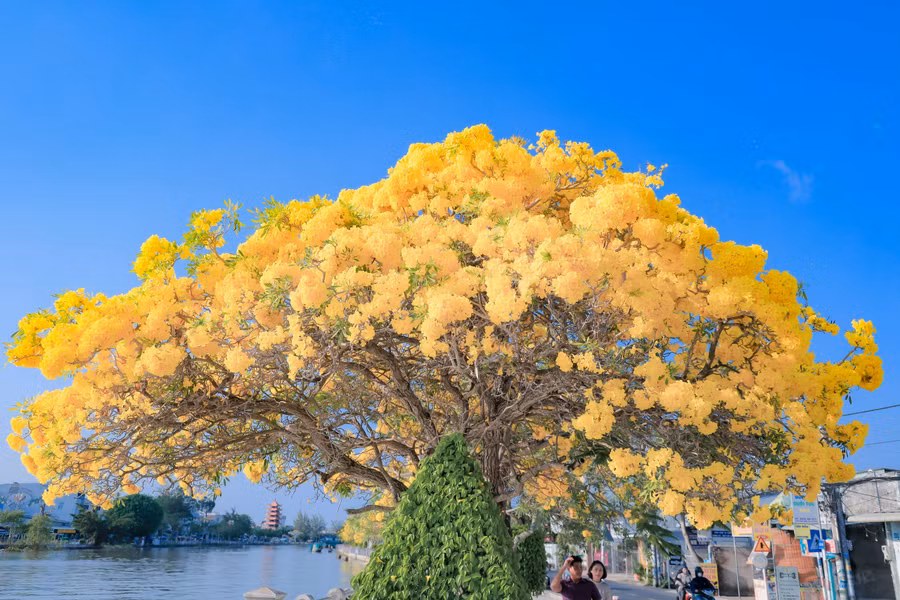 Những bông hoa kèn vàng chen kín nhau nở phủ cả tán cây. ẢNH: XUYÊN VÕ