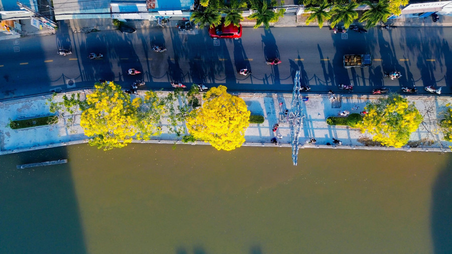 Đoạn đường hoa kèn vàng ít xe cộ qua lại nên thuận tiện cho người dân chụp ảnh. ẢNH: XUYÊN VÕ