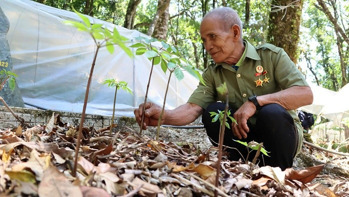 Đồng bào Xơ Đăng gắn bó với cây sâm, không chỉ như một sinh kế mà còn là 'báu vật' của đại ngàn