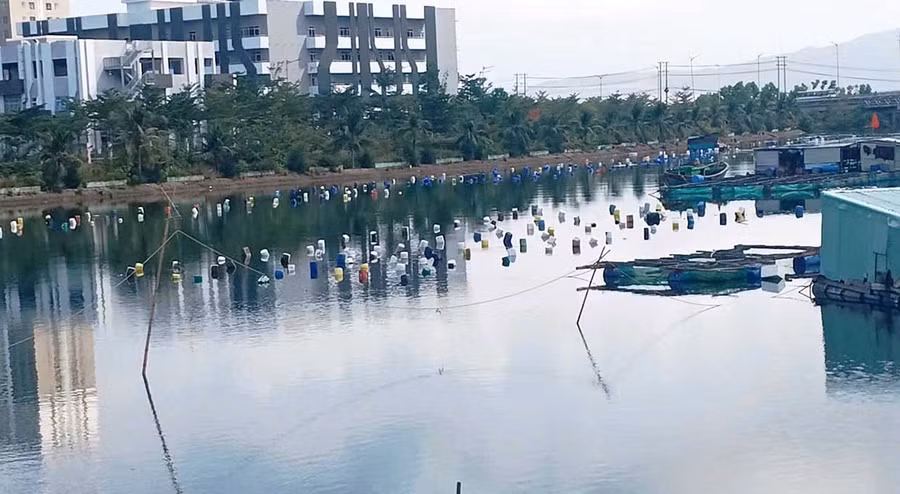 Nhiều đoạn mặt nước sông Hà Thanh bị quây kín, gây khó khăn cho phương tiện ghe, sõng đi lại đánh bắt thủy sản trên sông. Ảnh: V.L