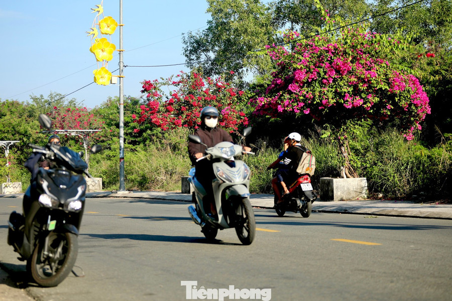 Không chỉ có ở xóm chài, hoa giấy dọc tuyến đường Võ Thị Sáu (phường Nam Nha Trang) cũng bắt đầu bung nở.
