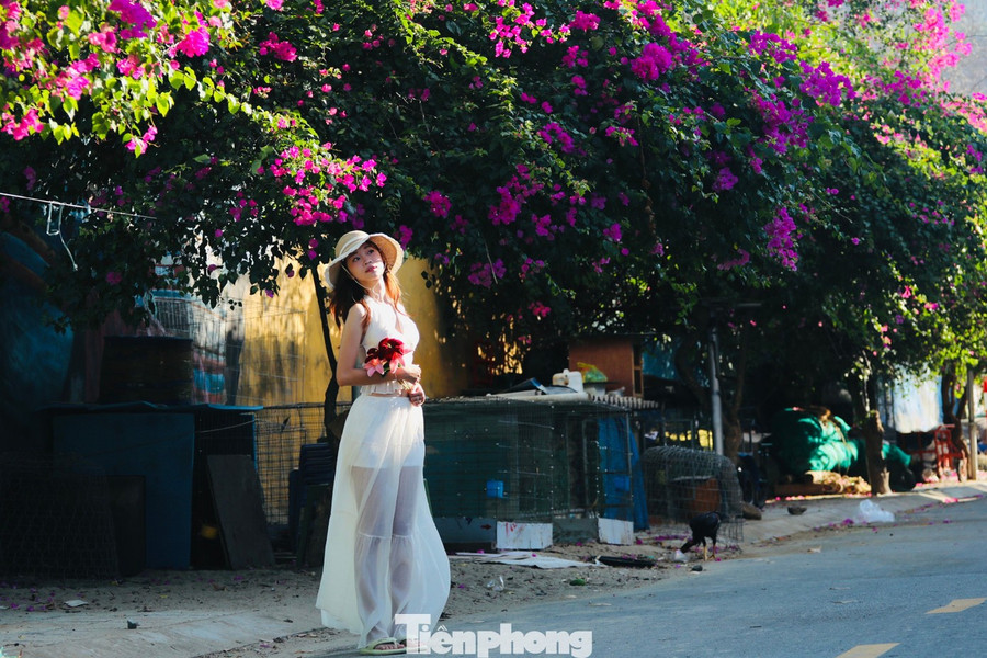 Bạn trẻ Phan Thị Mỹ Duyên (phường Ninh Hòa, Khánh Hòa) chọn thời điểm hoàng hôn để lưu lại khoảnh khắc bên những giàn hoa giấy.