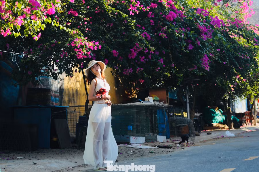 Bạn trẻ Phan Thị Mỹ Duyên (phường Ninh Hòa, Khánh Hòa) chọn thời điểm hoàng hôn để lưu lại khoảnh khắc bên những giàn hoa giấy.