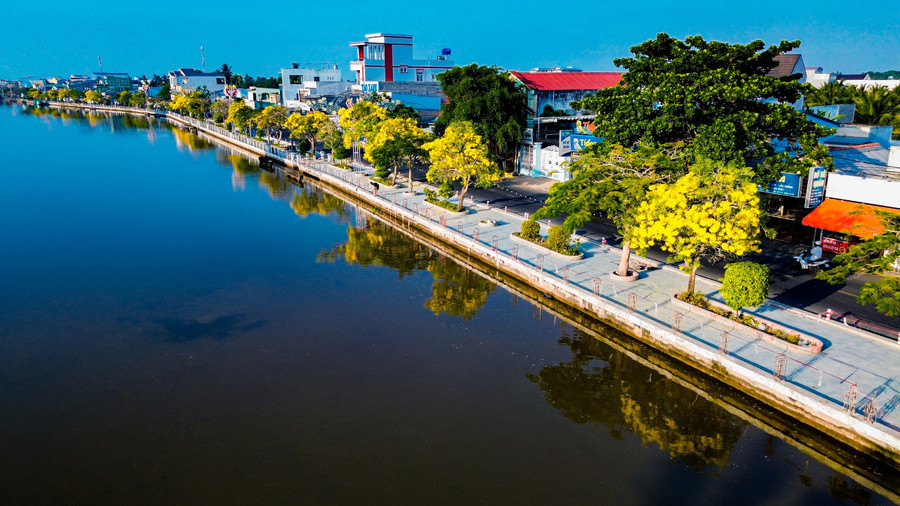 Người dân ví von đường hoa kèn vàng là "biểu tượng" khi nhắc đến Vĩnh Long mới. ẢNH: XUYÊN VÕ