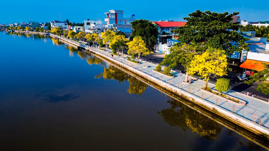Người dân ví von đường hoa kèn vàng là "biểu tượng" khi nhắc đến Vĩnh Long mới. ẢNH: XUYÊN VÕ