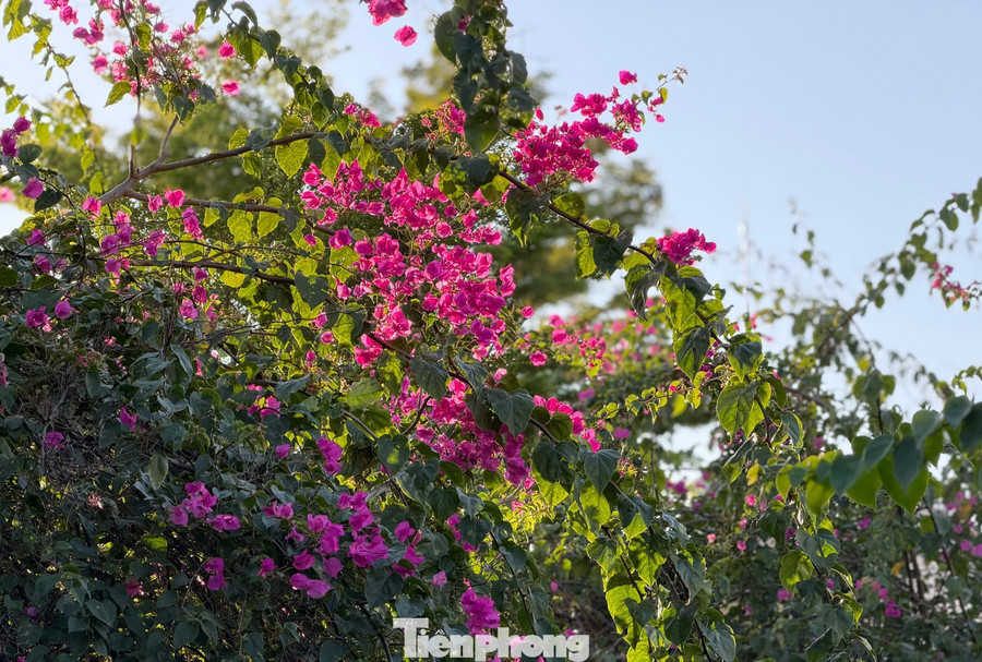 Những chùm nụ hồng xen lẫn lá xanh, lấp ló dưới nắng.