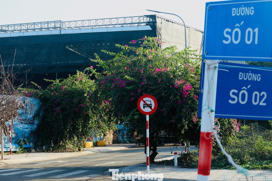 Không cần dàn dựng, những con đường ở khu tái định cư Vĩnh Trường, phường Nam Nha Trang nhanh chóng trở thành điểm check-in được du khách tìm đến.