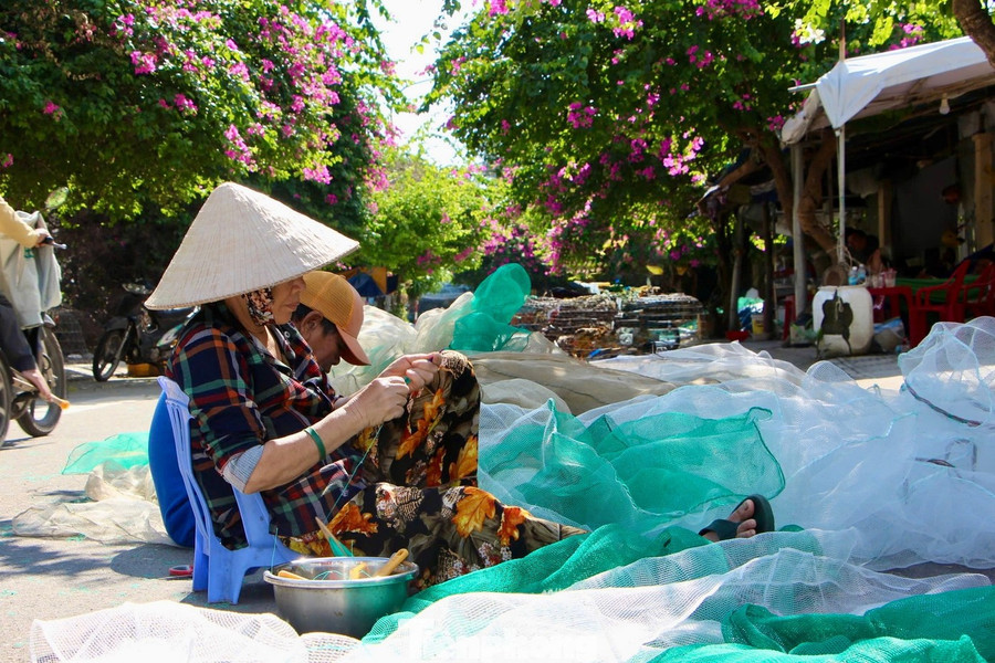 Người dân làng chài Vĩnh Trường cho biết, hoa giấy ở đây nở quanh năm suốt tháng, nhưng không nở từ từ mà nở một cái là rực luôn.