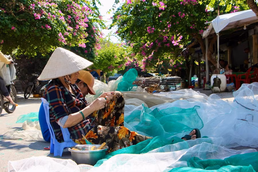 Người dân làng chài Vĩnh Trường cho biết, hoa giấy ở đây nở quanh năm suốt tháng, nhưng không nở từ từ mà nở một cái là rực luôn.