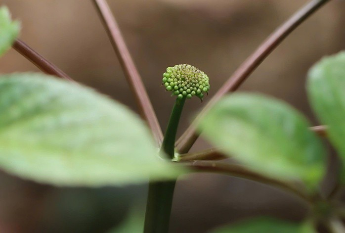 Hạt sâm Ngọc Linh